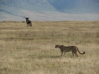 Cheetah_and_wildebeest