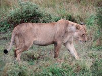 Lioness_2