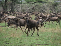 Wildebeest
